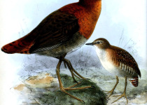 Waters's Rail