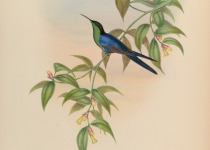 Waterton's Woodnymph