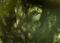 Watkins's Antpitta