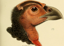 Wattled Brush Turkey