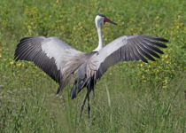 Wattled Crane
