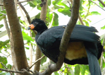 Wattled curassow