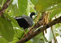 Wattled Guan