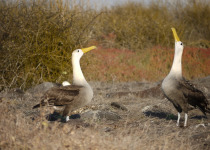 Waved Albatross