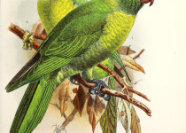 Weber's Lorikeet