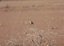 Wedge-tailed Grass-Finch