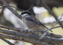 Weigold's chickadee