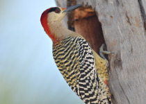 West Indian woodpecker