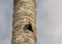 West Indian woodpecker