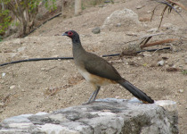 West Mexican Chachalaca