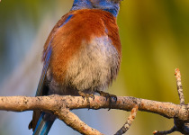 Western Bluebird
