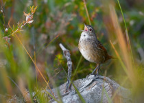 Western Bristlebird
