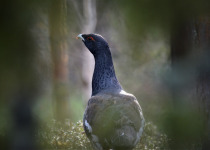 Western capercaillie