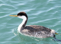 Western Grebe