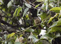 Western Hemispingus