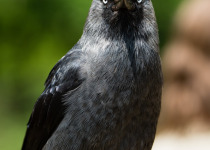 Western Jackdaw