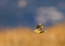 Western Meadowlark