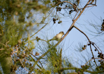 Western Olivaceous Warbler