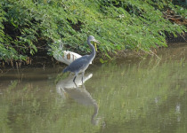 Western Reef Heron