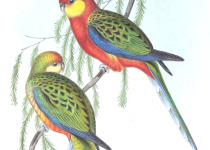 Western Rosella