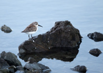 Western Sandpiper
