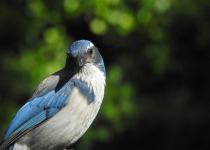 Western Scrub-Jay