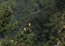 Western Tanager