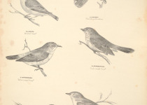 Western Thornbill