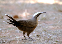 Western White-throated Treecreeper