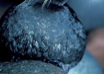 Whiskered Auklet