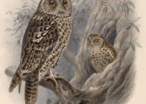 Whiskered Screech Owl