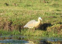 Whistling Heron