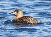 White-backed Duck