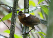 White-backed Fire-eye