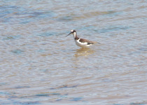 White-backed Stilt