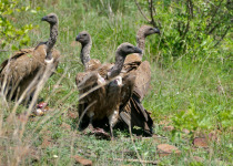 White-backed Vulture
