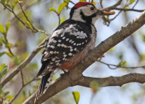 White-backed Woodpecker