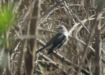 White-banded mockingbird