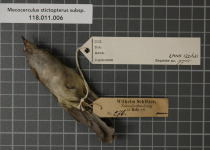 White-banded Tyrannulet