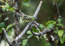 White-banded Tyrannulet