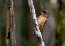 White-barred Piculet