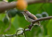 White-barred Piculet