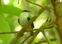 White-bearded Manakin