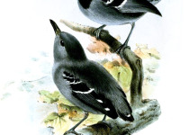 White-bellied Antbird