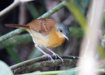 White-bellied Antbird