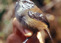 White-bellied Antbird