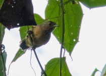 White-bellied Antbird