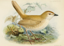 White-bellied Antpitta