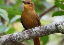 White-bellied Antpitta