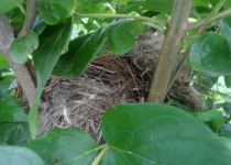 White-bellied Blue Flycatcher